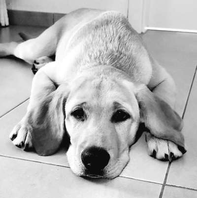 Die Dogorama Kalender Challenge Titelbild-Beitrag-Bild