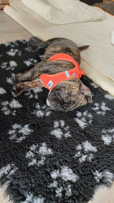 Gestromte fellnasen-Beitrag-Bild