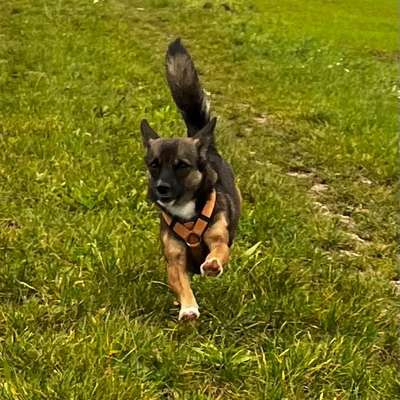 Hundetreffen-Hundetreffen Raum Bamberg-Bild