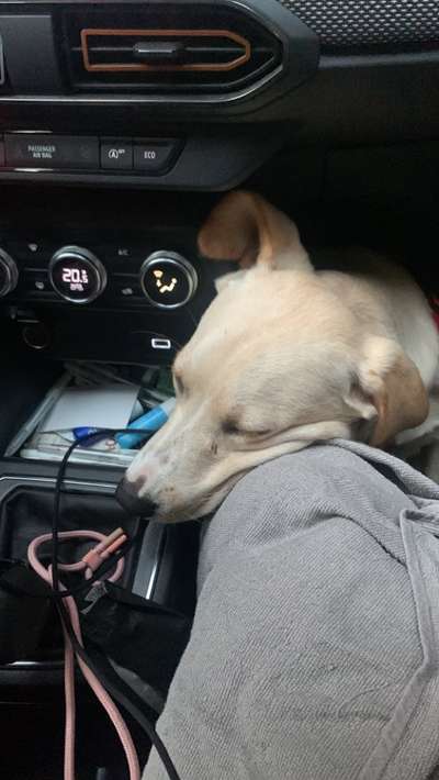 Foto Challenge Thema "Hunde im Auto"-Beitrag-Bild