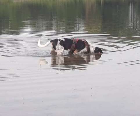 Dogorama Photo Challenge - Pfützen & Spiegelungen-Beitrag-Bild