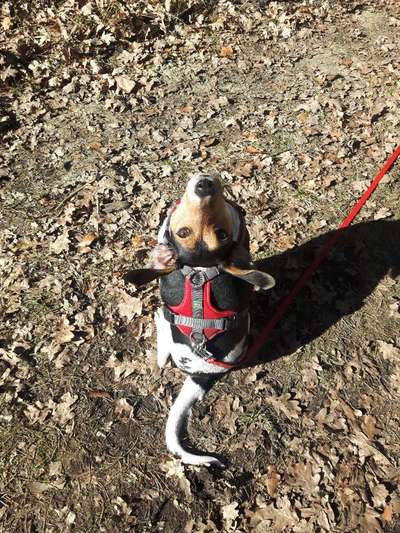 Mischlingshunde Foto Aufruf-Beitrag-Bild