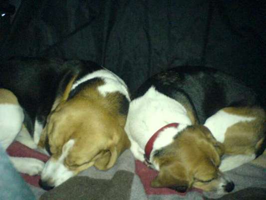 FOTOCHALLENGE 70 - Dein Hund im Auto-Beitrag-Bild