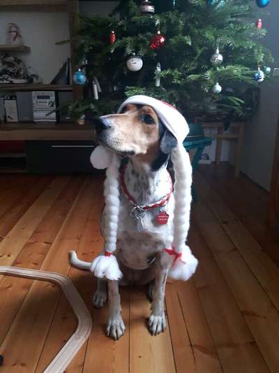 Dogorama Photo Challenge - Weihnachtsbaum-Beitrag-Bild