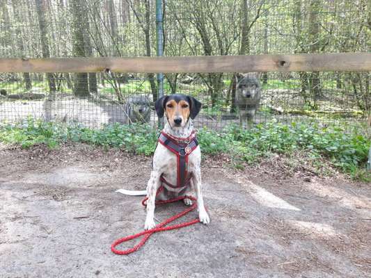 Welche Hunderasse-Beitrag-Bild