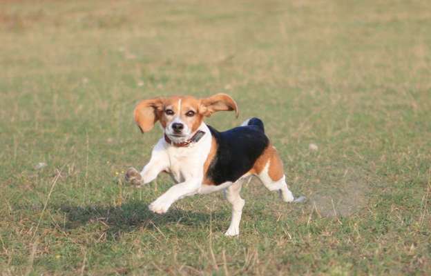 Fotochallenge Nr. 104 : Hommage an deinen ersten Hund-Beitrag-Bild