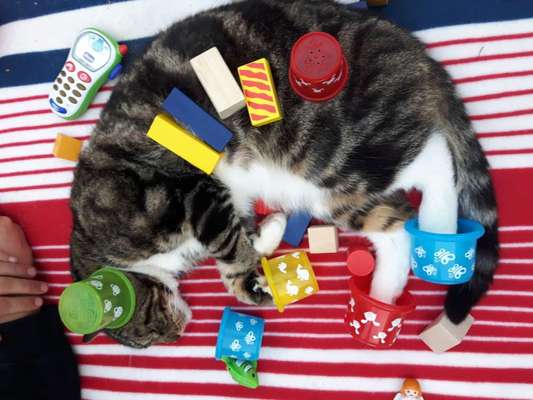 Fotochallenge Nr 96.: Bunt, Bunter, Hund 💐🌹🍁-Beitrag-Bild