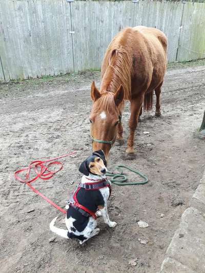 Pferde und hunde-Beitrag-Bild