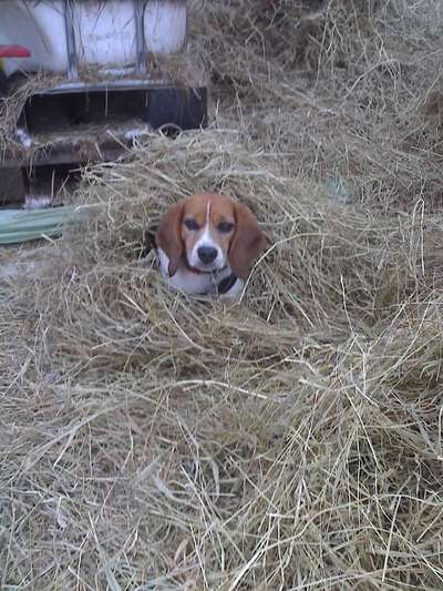 Dogorama Photo Challenge - Tarnung ist alles-Beitrag-Bild