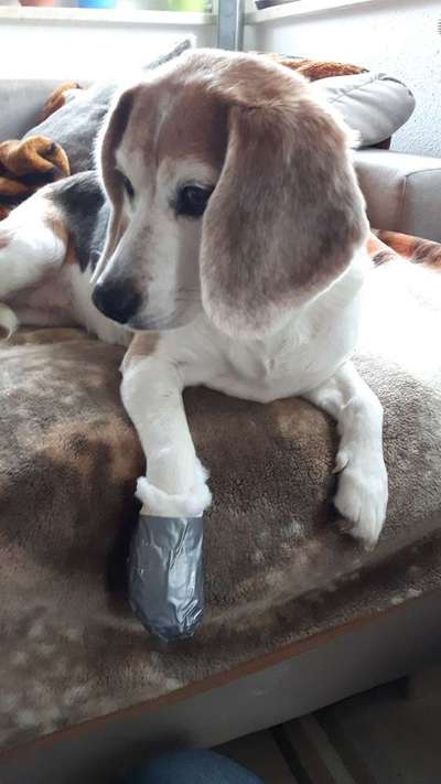 Fotochallenge Nr. 56 - geliebte Senioren-Beitrag-Bild