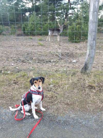 Mischlinge raten - Rätselspaß-Beitrag-Bild