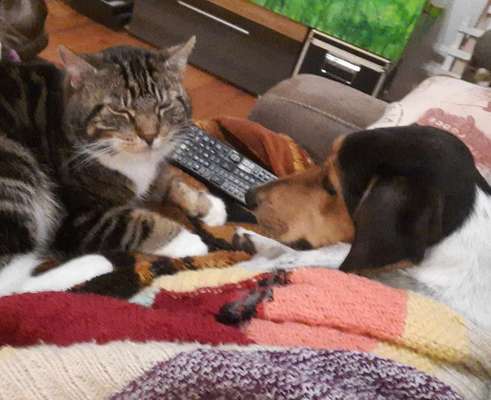 Dogorama Photo Challenge - Gegensätze-Beitrag-Bild