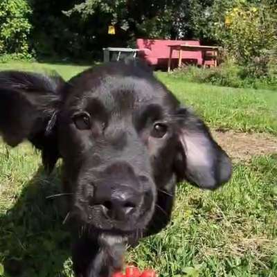 Hundetreffen-Welpentreffen in Göttingen/Rosdorf-Bild