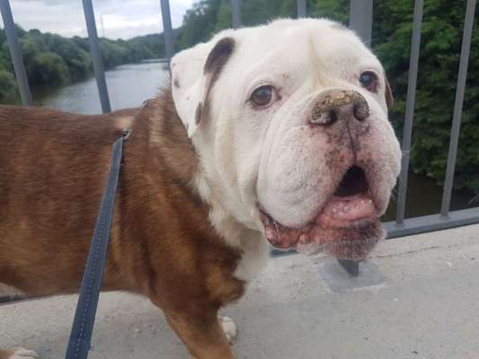 Olde English Bulldogge-Beitrag-Bild