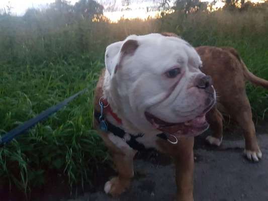 Olde English Bulldogge-Beitrag-Bild