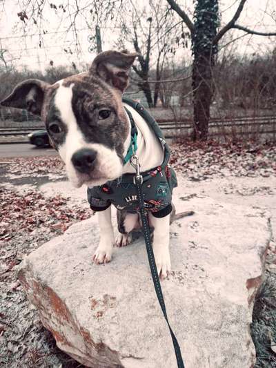 American Staffordshire Terrier 
Wo seit Ihr?-Beitrag-Bild