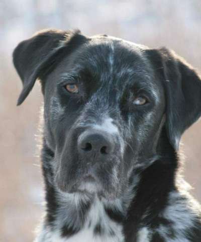 Aussiedors oder Leopard Labrador Gruppe-Beitrag-Bild