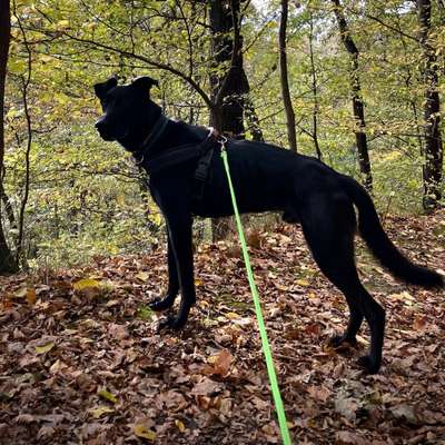 Hundetreffen-Sozialisierung / Social Walk-Bild