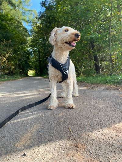 Hundetreffen-Social Walk/Training-Bild