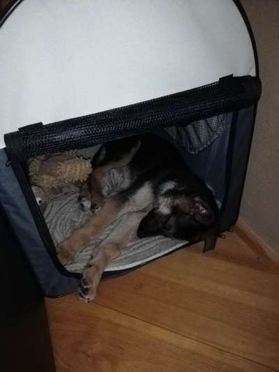 Welpen Bilder !-Beitrag-Bild