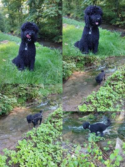 Zeigt her eure Pudel-Beitrag-Bild