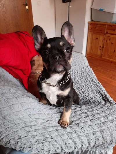 Welpen Bilder !-Beitrag-Bild