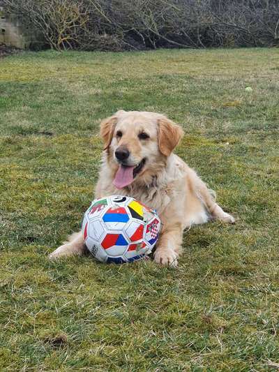 Wo sind die Golden Retriever Liebhaber?-Beitrag-Bild