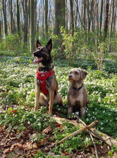 Auslandstierschutz-Beitrag-Bild