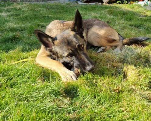 Auslandstierschutz-Beitrag-Bild