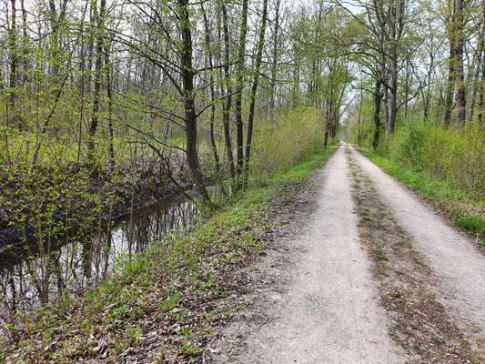 Hundeauslaufgebiet-Schwanseer Forst-Bild