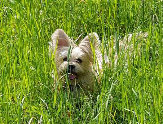 Die Dogorama Monats Challenge "Es grünt und blüht"-Beitrag-Bild
