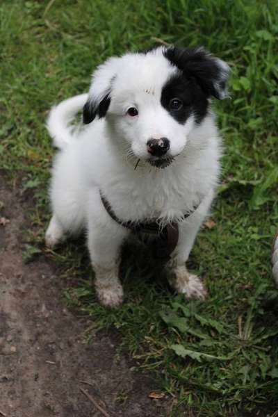 Welpen Bilder !-Beitrag-Bild