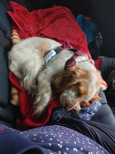 Cocker Spaniel-Beitrag-Bild