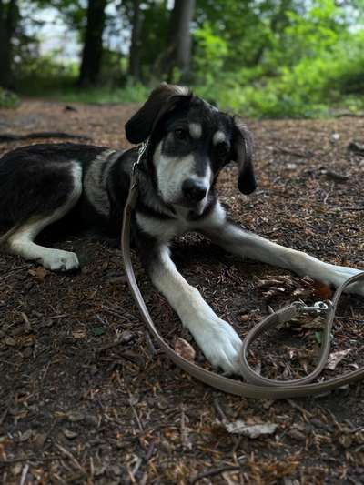 Hundetreffen-Spiel und Gassirunde-Bild
