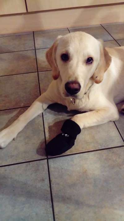 Verletzung am Pfotenballen-Beitrag-Bild