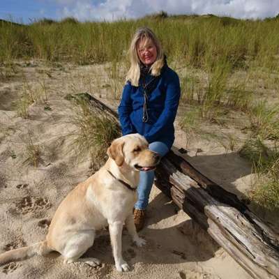 Hundetreffen-Spielen und spazieren gehen-Bild