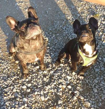 Französische Bulldoggen-Beitrag-Bild