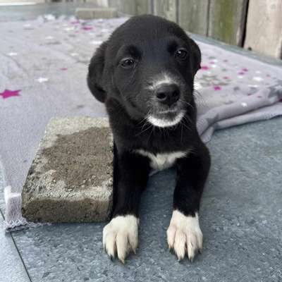 Hundetreffen-Suche Hundemenschen mit Welpen oder jung Hunden ( alle Rassen erwünscht ).-Bild