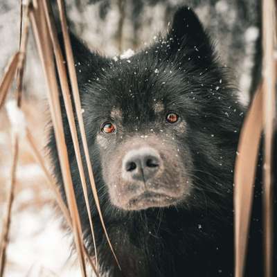 Hundetreffen-Hunderunde-Bild