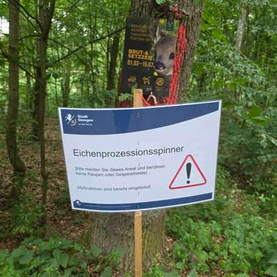 Giftköder-Eichenprozessionsspinner-Bild