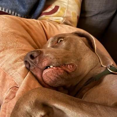Hundetreffen-Gassirunde vor der Arbeit (zwischen 7 und 9 Uhr)-Bild