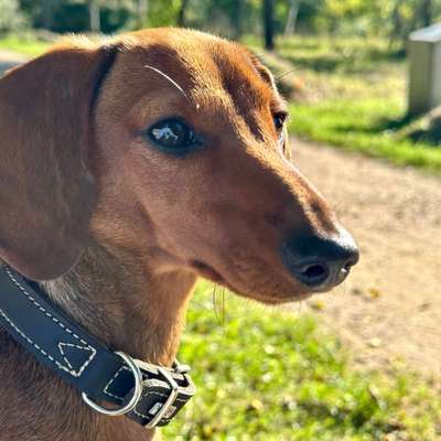Hundetreffen-Gassi- oder Spielrunden-Bild