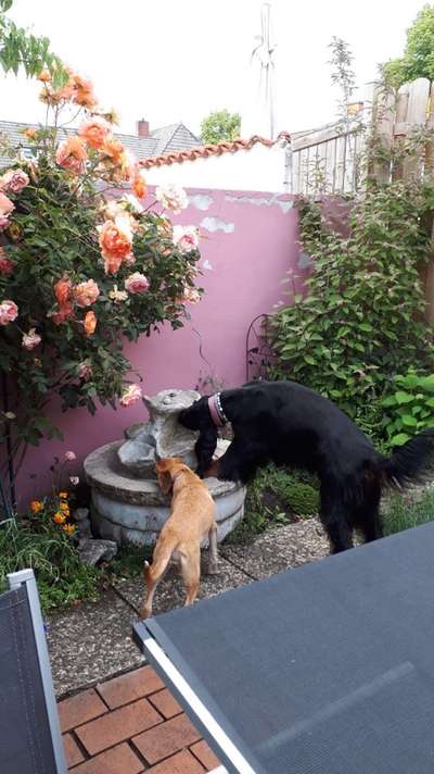 Dogorama-Monats-Challenge-Mai "Wasser"-Beitrag-Bild