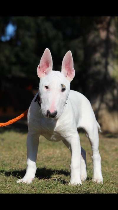 Welpen Bilder !-Beitrag-Bild