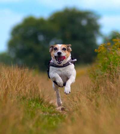 12. Farben Foto Challenge --- Braun-Beitrag-Bild