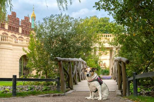 Foto Challenge Thema "Brücke"-Beitrag-Bild