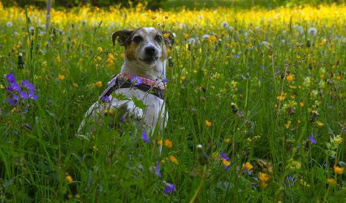 20. Farben Fotochallenge: Gold / Goldgelb / Stohgelb-Beitrag-Bild