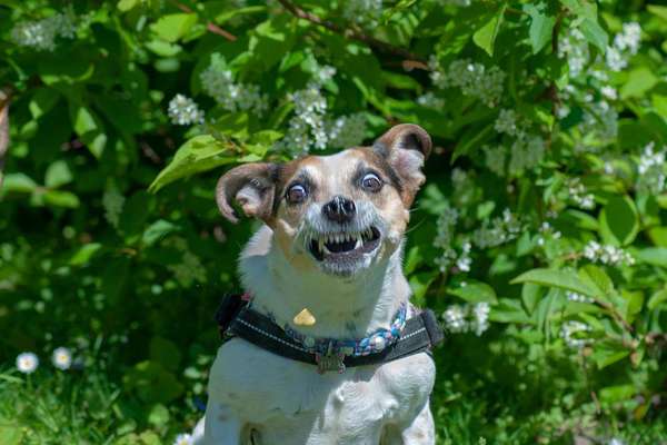 Zeige den lustigsten Blick deines Hundes-Beitrag-Bild