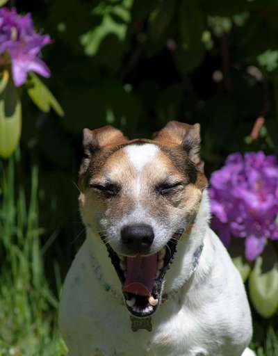 Zeige den lustigsten Blick deines Hundes-Beitrag-Bild