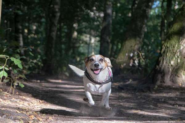 Dogorama Photo Challenge - Märchenwald-Beitrag-Bild